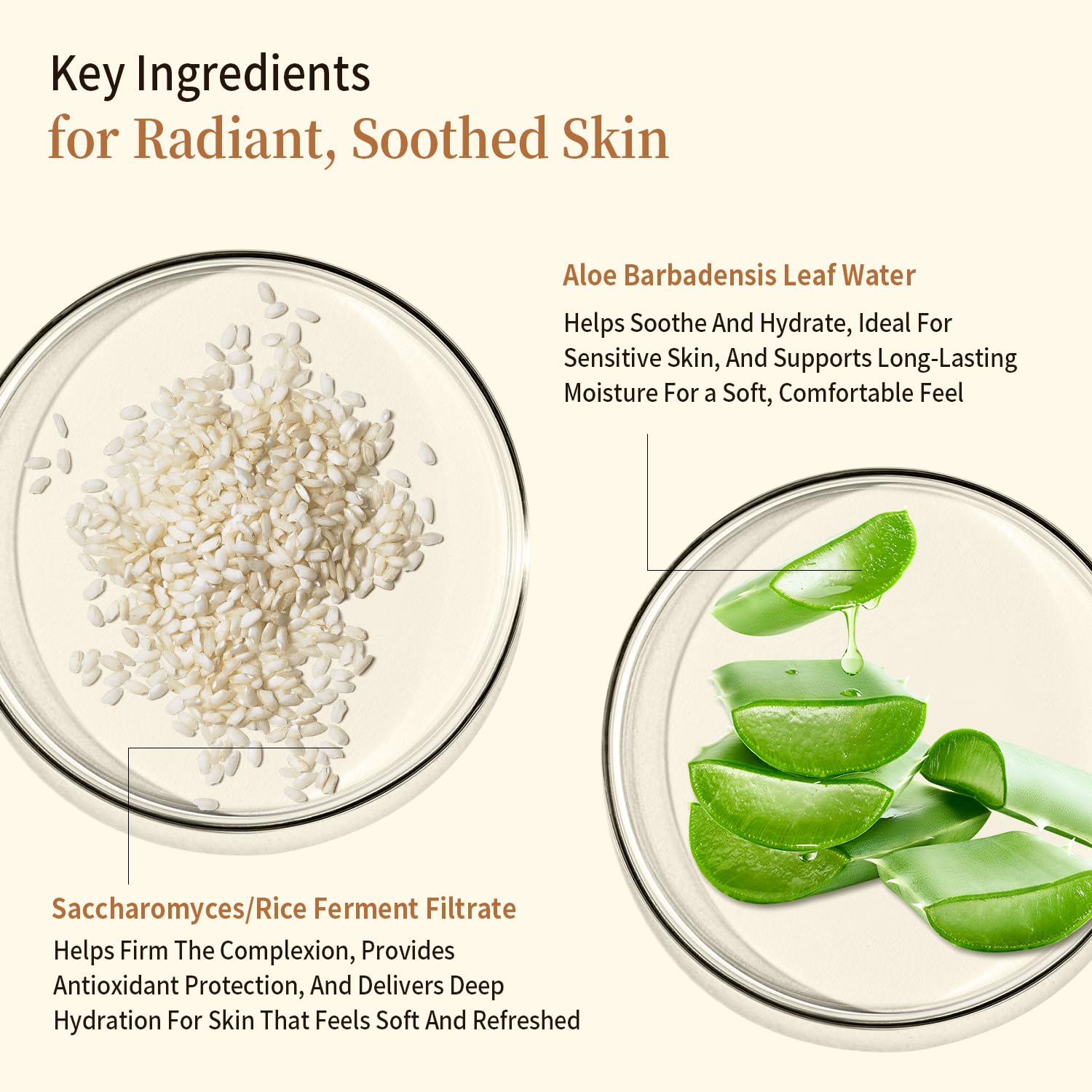 Ingrédients illustrés du toner : riz fermenté et feuilles d’aloe en cuvettes